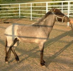 BEHS 091 – Smokey