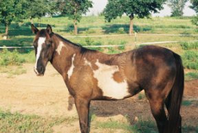 BEHS 140 – Tallulah