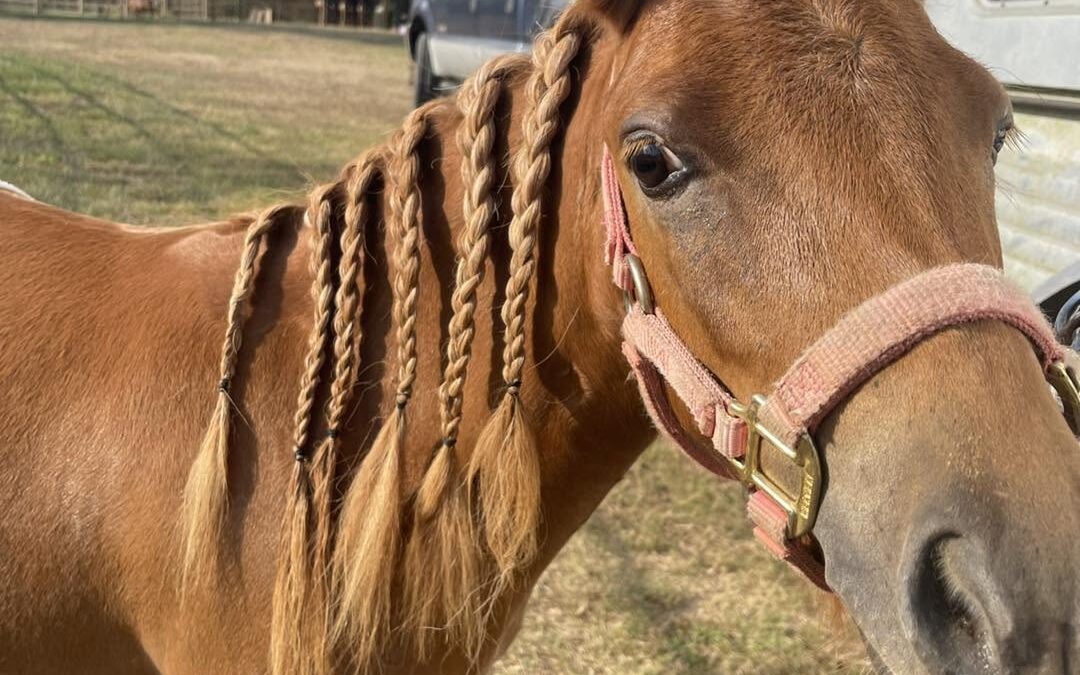 BEHS 1587 – Lil Ginger Snap
