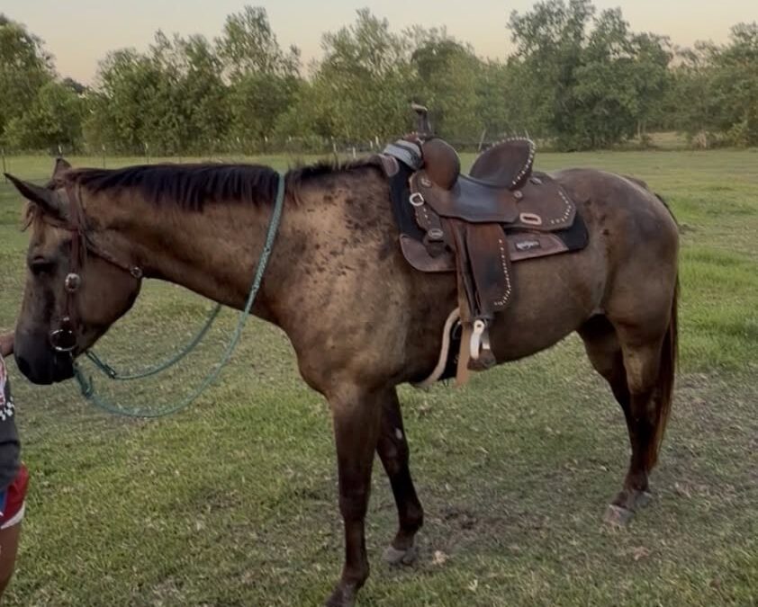 BEHS 1585 – Ranger Woody