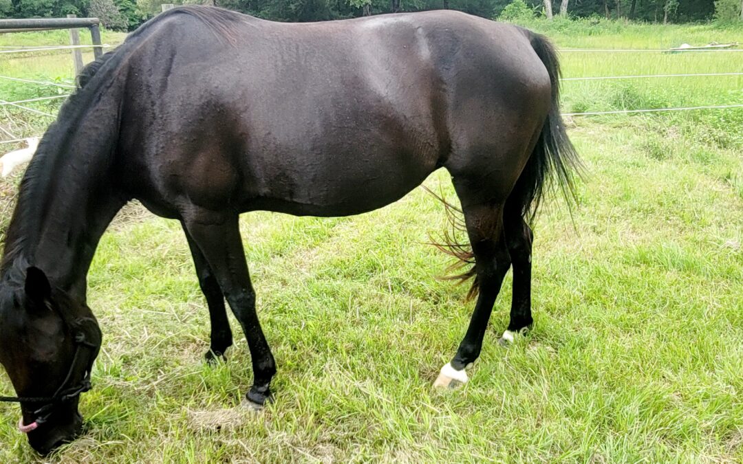 BEHS 1604 – Black Beauty