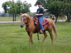 BEHS 141 – Pumpkin