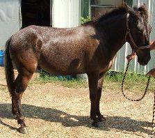 BEHS 052 – Skippy
