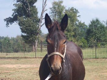 BEHS 039 – Sophia