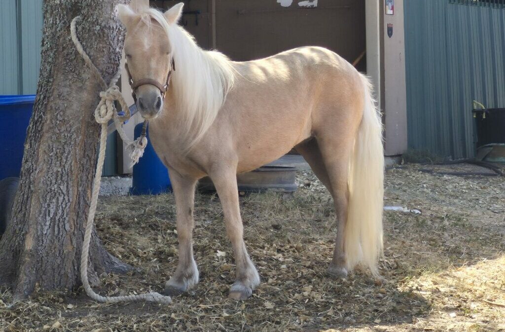 BEHS 1619 – Epona