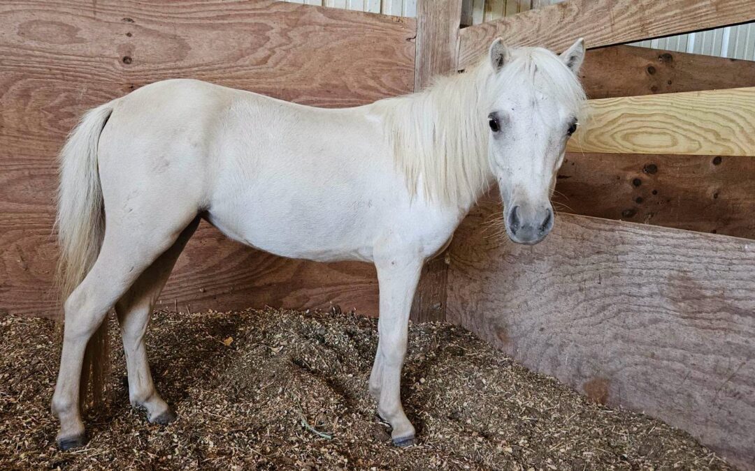 BEHS 1616 – Rarity
