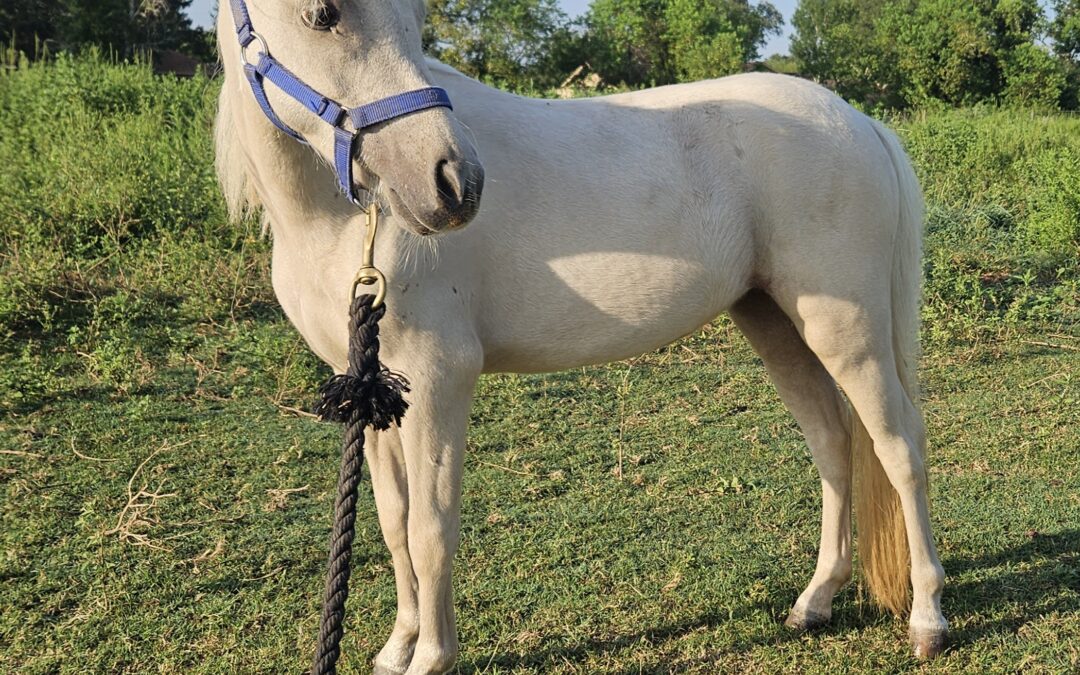 BEHS 1616 – Rarity